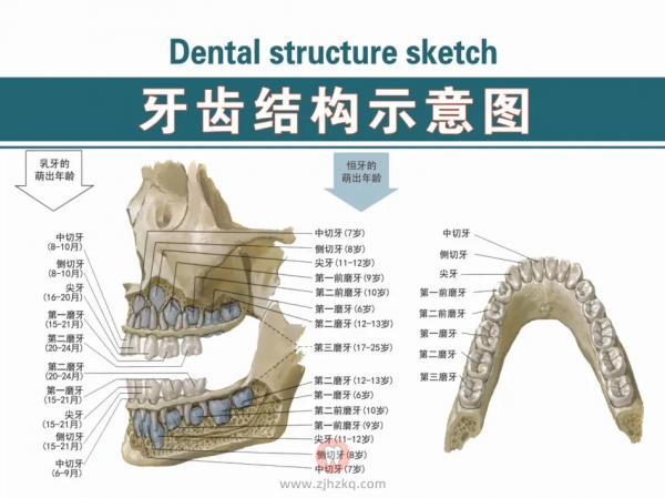 杭州网友，牙齿矫正可以不拔牙吗？