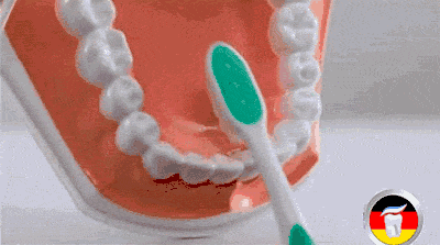 BASS刷牙法视频动图6个正确刷牙动作分解图片