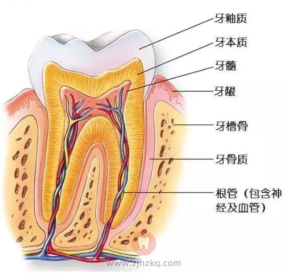杭州2021中考题科学科目龋齿考点答案分析