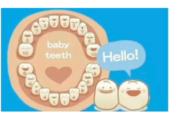 乳牙萌出的时间和顺序图片