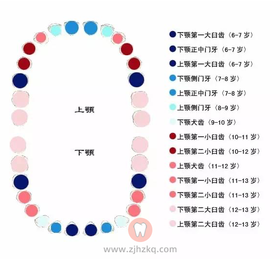 儿童换牙顺序图