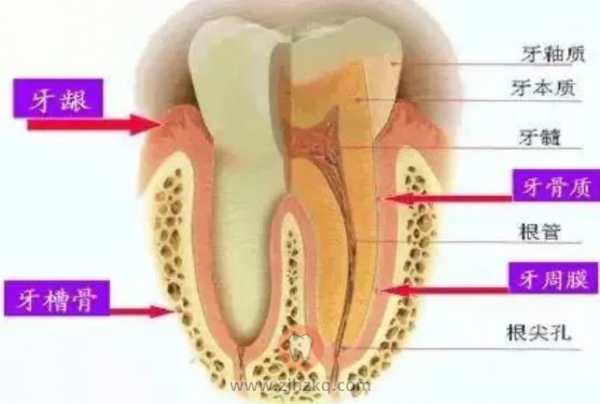 种植牙假牙区别图