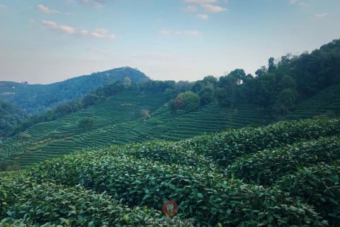 西湖龙井为什么被称为“绿茶皇后”