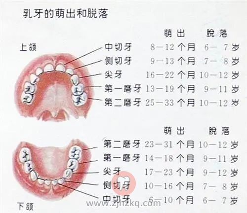 儿童换牙顺序时间表最新版