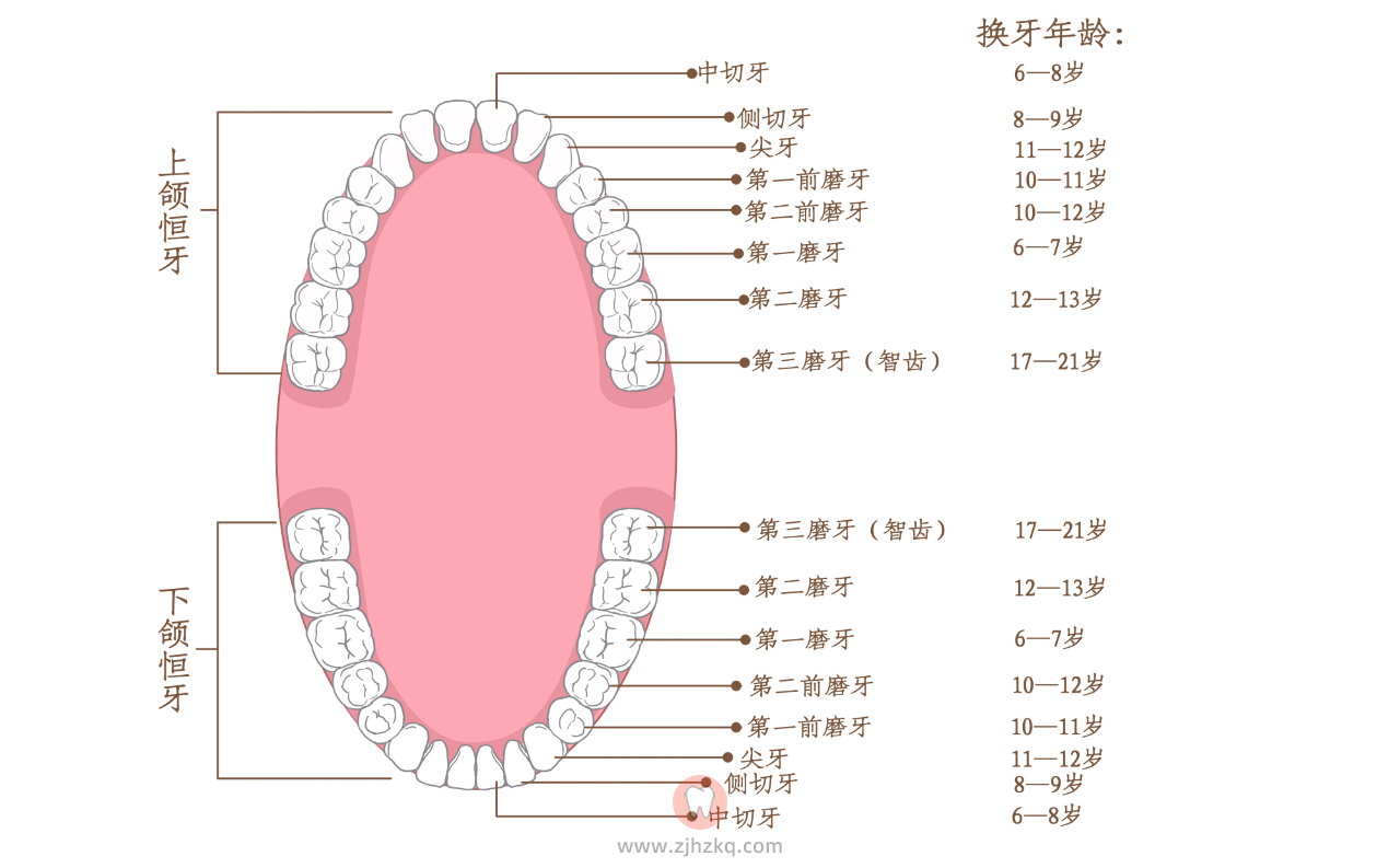 换牙年龄时间顺序高清图片