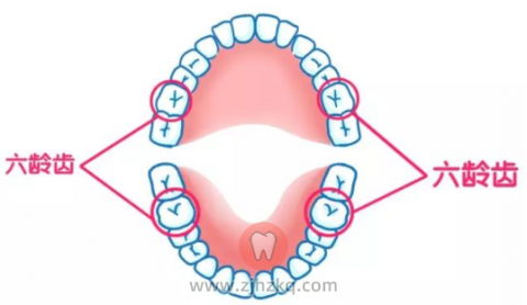 六龄齿终生不换